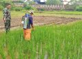 Babinsa Kelurahan Sunyaragi Dampingi Petani Poktan Bangkit Lakukan Penyemprotan Padi Usia 50 Hari