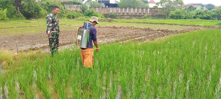 Babinsa Kelurahan Sunyaragi Dampingi Petani Poktan Bangkit Lakukan Penyemprotan Padi Usia 50 Hari