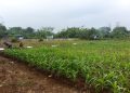 Polsek Cikupa Kawal Program Ketahanan Pangan Lewat Cek Lahan