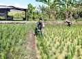 Babinsa Kelurahan Pegambiran Dampingi Poktan Sirandu Jaya dalam Pembersihan Sawah