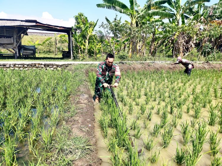 Babinsa Kelurahan Pegambiran Dampingi Poktan Sirandu Jaya dalam Pembersihan Sawah