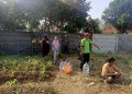 Babinsa Kesambi Dampingi KWT Kampung Melati Tanam Buah Naga dan Jagung