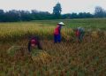 Babinsa Jambewangi Dampingi Petani Panen Padi di Lahan Poktan Budi Tani