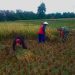 Babinsa Jambewangi Dampingi Petani Panen Padi di Lahan Poktan Budi Tani