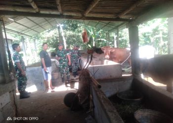 Danramil Gesi Pantau Kesehatan dan Perkembangan Ternak Sapi