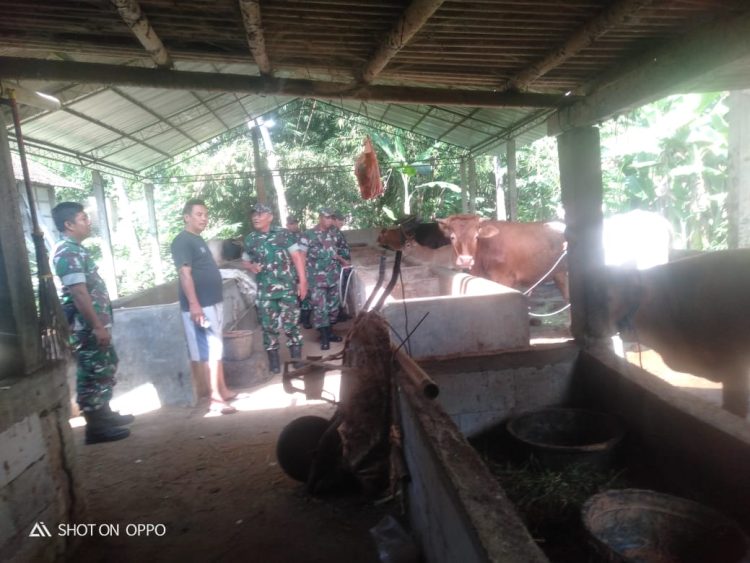 Danramil Gesi Pantau Kesehatan dan Perkembangan Ternak Sapi 