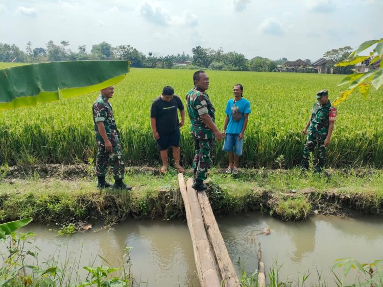 Babinsa Susuri Sawah, Pastikan Pengairan Lancar Untuk Dukung Ketahanan Pangan   