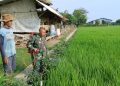 Dukung Swasembada Pangan Nasional, Babinsa Larangan Laksanakan Penyemprotan Padi