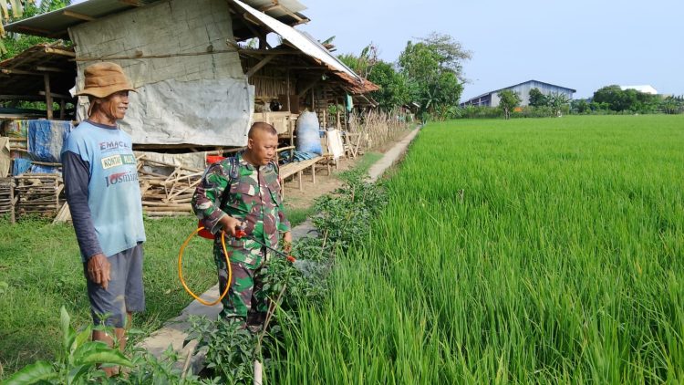 Dukung Swasembada Pangan Nasional, Babinsa Larangan Laksanakan Penyemprotan Padi