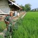 Dukung Swasembada Pangan Nasional, Babinsa Larangan Laksanakan Penyemprotan Padi