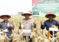 Dukung Asta Cita Presiden, Kapolresta Tangerang Panen Jagung Serentak Program Ketahanan Pangan