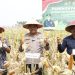Dukung Asta Cita Presiden, Kapolresta Tangerang Panen Jagung Serentak Program Ketahanan Pangan