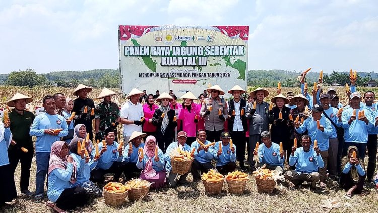 Forkopimda Boyolali Gelar Panen Raya Jagung Serentak, Dorong Ketahanan Pangan Daerah