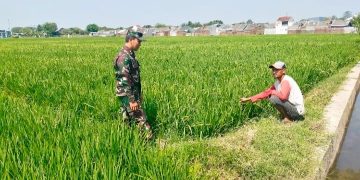 Suskeskan Swasembada Pangan Nasional, Babinsa Pegambiran Dampingi Poktan Sirandu Jaya Rawat Tanaman Padi