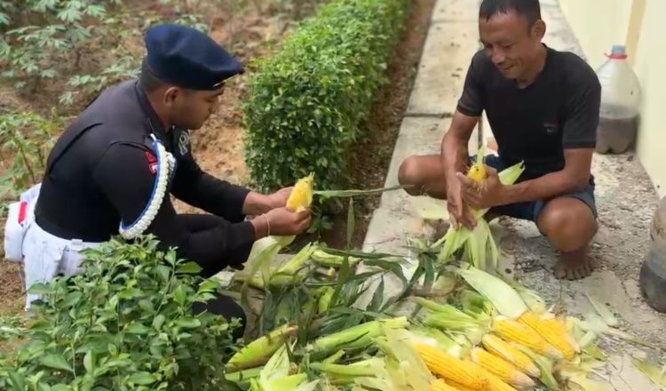Panen Jagung, Wujud Nyata Ketahanan Pangan Brimob Polda Metro Jaya