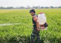 Babinsa Dampingi Poktan Sirandu Jaya Lakukan Penyemprotan Hama Padi Dukung Ketahanan Pangan Nasional