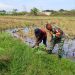 Babinsa Kelurahan Larangan Dampingi Petani Siapkan Lahan untuk Musim Tanam Padi