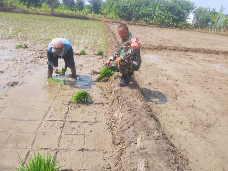 Wujudkan Swasembada Pangan, Babinsa Larangan Dampingi Poktan Tanam Padi Program Tanam Ketiga