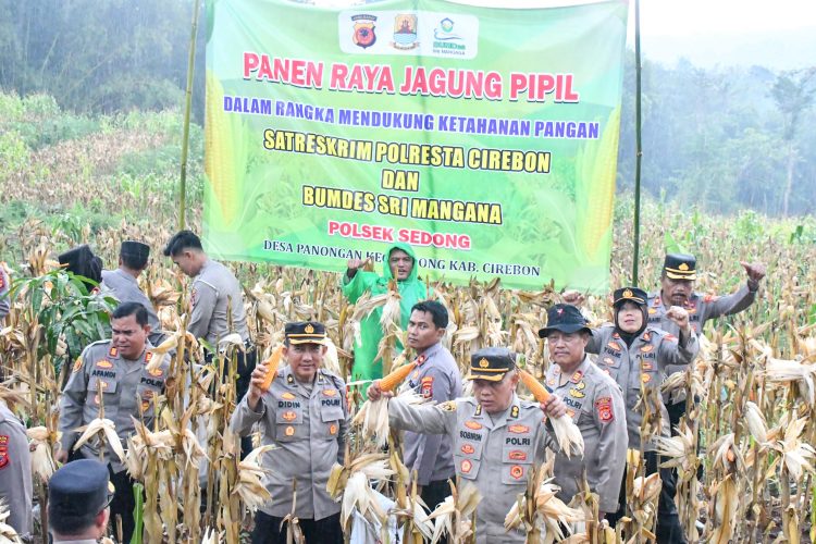 Polresta Cirebon Gelar Panen Jagung Dalam Rangka Mendukung Swasembada Pangan