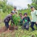 Dukung Penghijauan di Wilayah Binaan, Babinsa Desa Bumiayu Laksanakan Penanaman Pohon Bersama