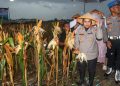 Polresta Cirebon Gelar Panen Jagung, Wujud Nyata Dukungan Swasembada Pangan Nasional