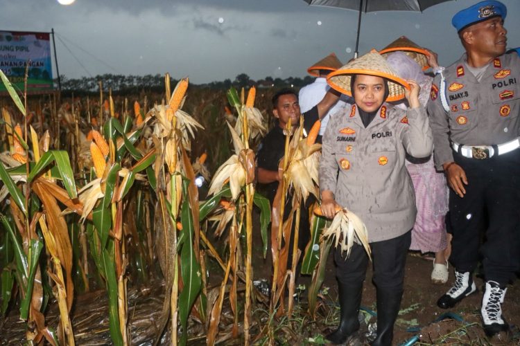 Polresta Cirebon Gelar Panen Jagung, Wujud Nyata Dukungan Swasembada Pangan Nasional