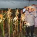 Polresta Cirebon Gelar Panen Jagung, Wujud Nyata Dukungan Swasembada Pangan Nasional