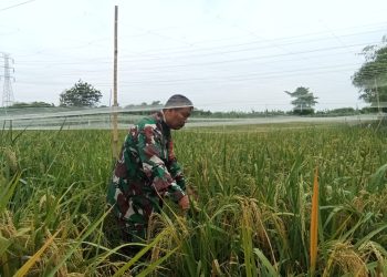 Babinsa Kelurahan Pulasaren Dampingi Petani Lakukan Pemeliharaan Tanaman Padi Varietas Mapan