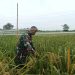 Babinsa Kelurahan Pulasaren Dampingi Petani Lakukan Pemeliharaan Tanaman Padi Varietas Mapan