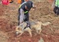 Polri Kerahkan Anjing Pelacak dalam Pencarian Korban Longsor Cilacap