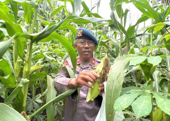 Panen Jagung Brimob Metro Jaya Dukung Program Ketahanan Pangan Nasional