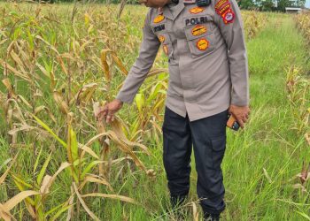 Polsek Kronjo Laksanakan Pengecekan Lahan Jagung Program Ketahanan Pangan “1 Desa 2 Hektare”
