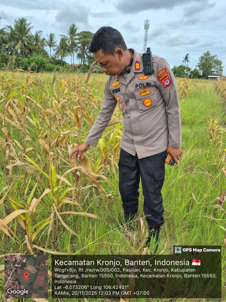 Polsek Kronjo Laksanakan Pengecekan Lahan Jagung Program Ketahanan Pangan “1 Desa 2 Hektare”