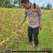 Polsek Kronjo Laksanakan Pengecekan Lahan Jagung Program Ketahanan Pangan “1 Desa 2 Hektare”