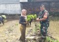 Babinsa Kelurahan Drajat Turun ke Sawah, Dukung Petani Tanam Padi, Sukseskan Swasembada Pangan Nasional.