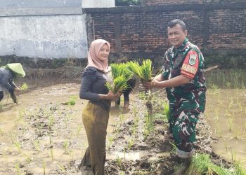 Babinsa Kelurahan Drajat Turun ke Sawah, Dukung Petani Tanam Padi, Sukseskan Swasembada Pangan Nasional.