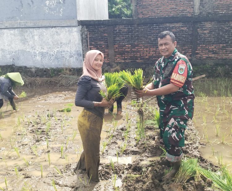 Babinsa Kelurahan Drajat Turun ke Sawah, Dukung Petani Tanam Padi, Sukseskan Swasembada Pangan Nasional.