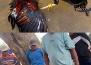 Terendus Aktivitas Adu Ayam Bebas Beroperasi, APH Disinyalir Tutup Mata