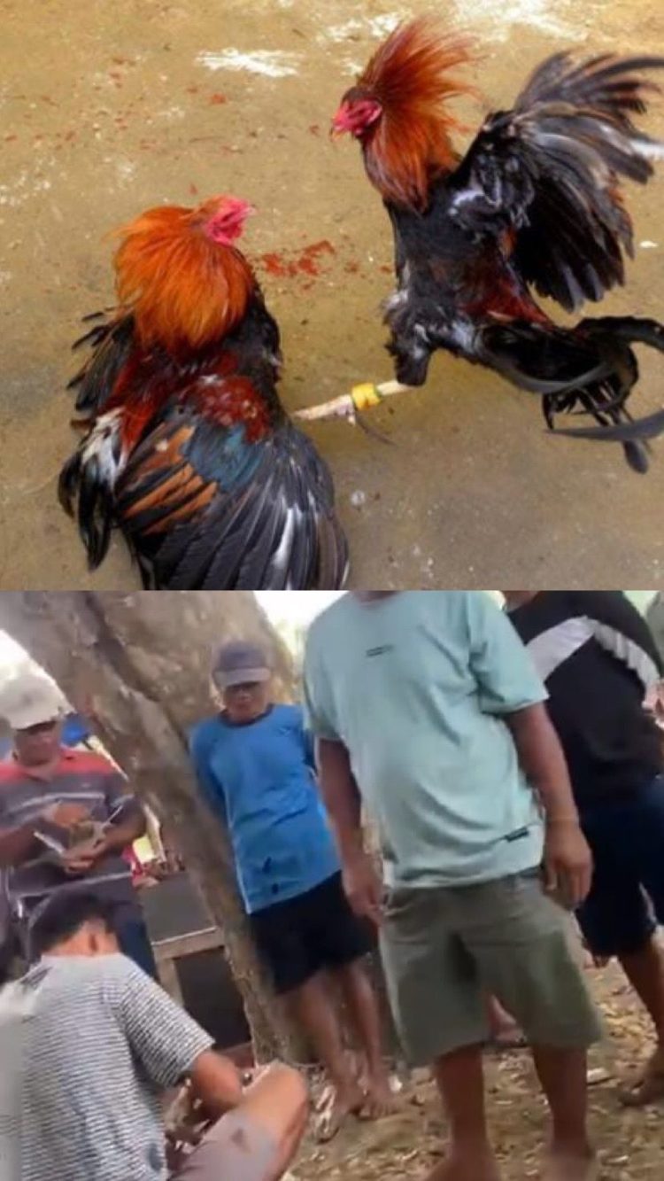 Terendus Aktivitas Adu Ayam Bebas Beroperasi, APH Disinyalir Tutup Mata