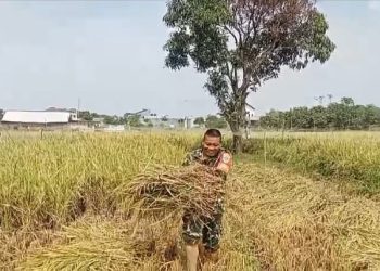 Babinsa Kelurahan Larangan Dampingi Poktan Sipanggang Jaya Laksanakan Panen Padi
