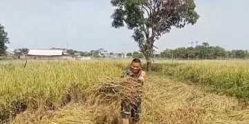 Babinsa Kelurahan Larangan Dampingi Poktan Sipanggang Jaya Laksanakan Panen Padi